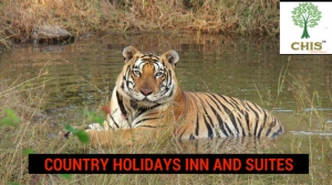 Enjoy summer holidays with Country holidays Inn and suites